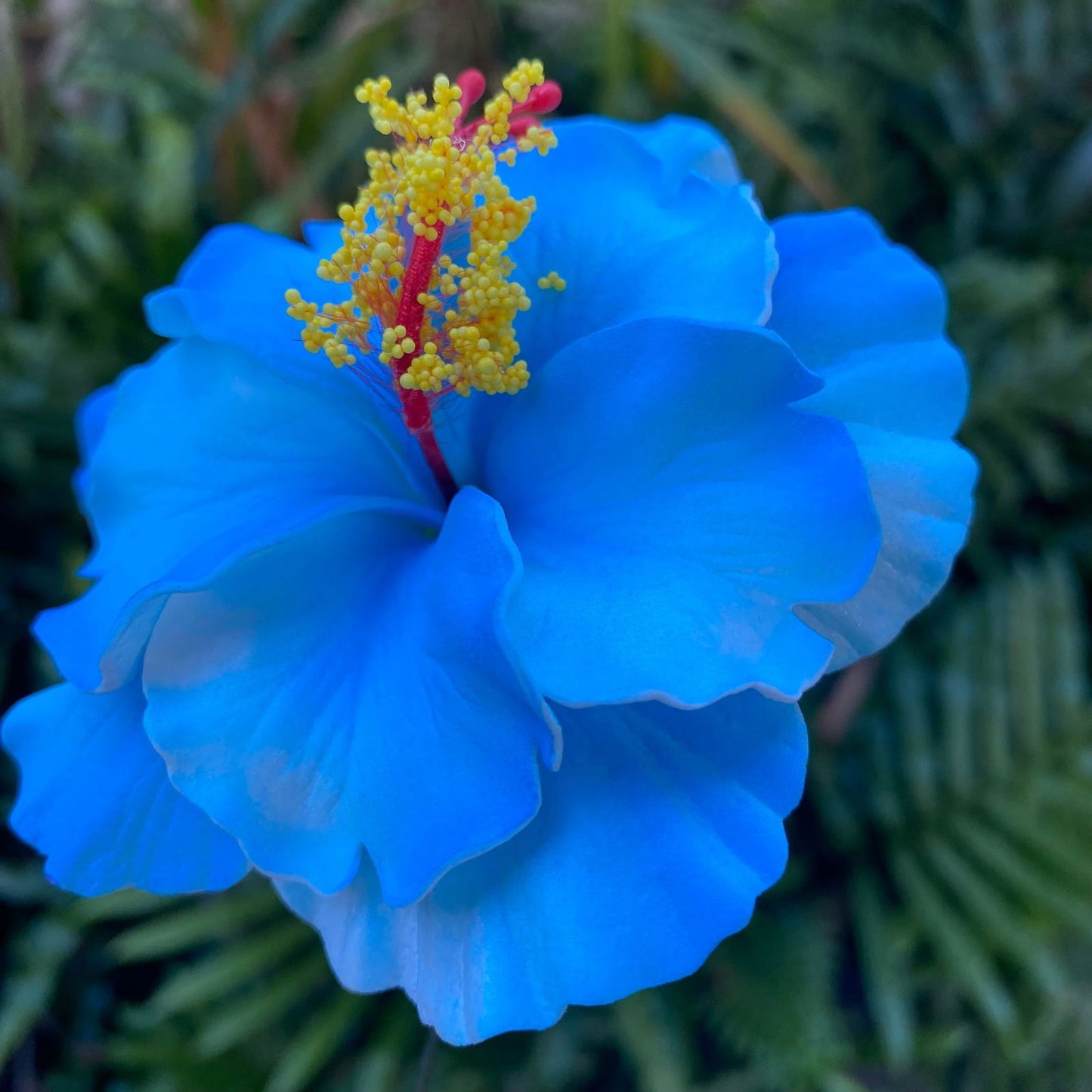 Double Hibiscus Sei Hair Flowers 8.5cm Aute Pasifika - Island Aesthetica