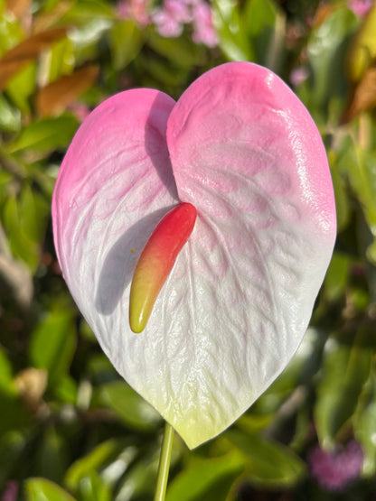 Anthurium Tropical Sei Hair Flowers Pua Pacific Islands Size M