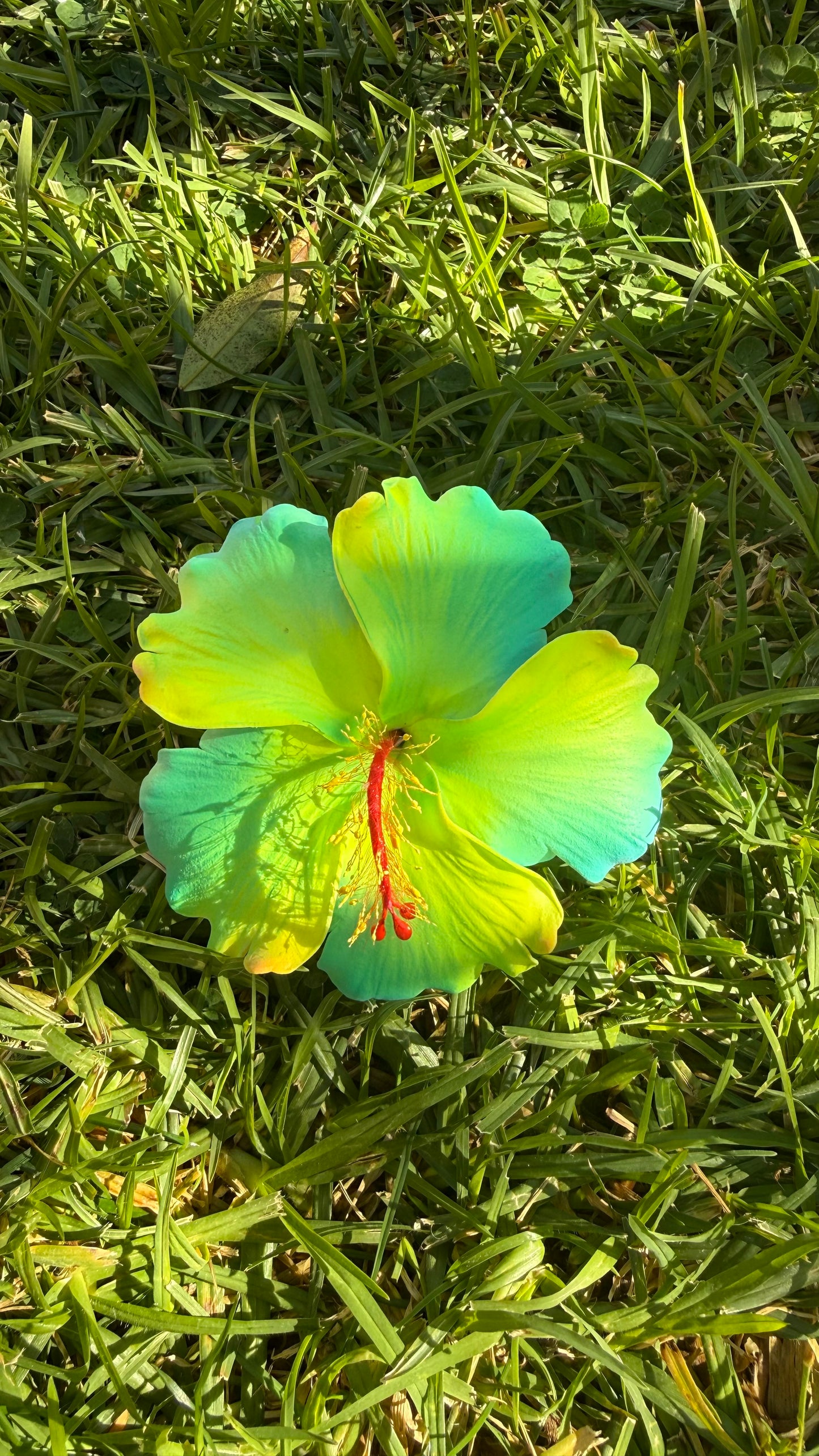 XL Gradient Hibiscus Polynesian Sei Hair Flowers 10cm