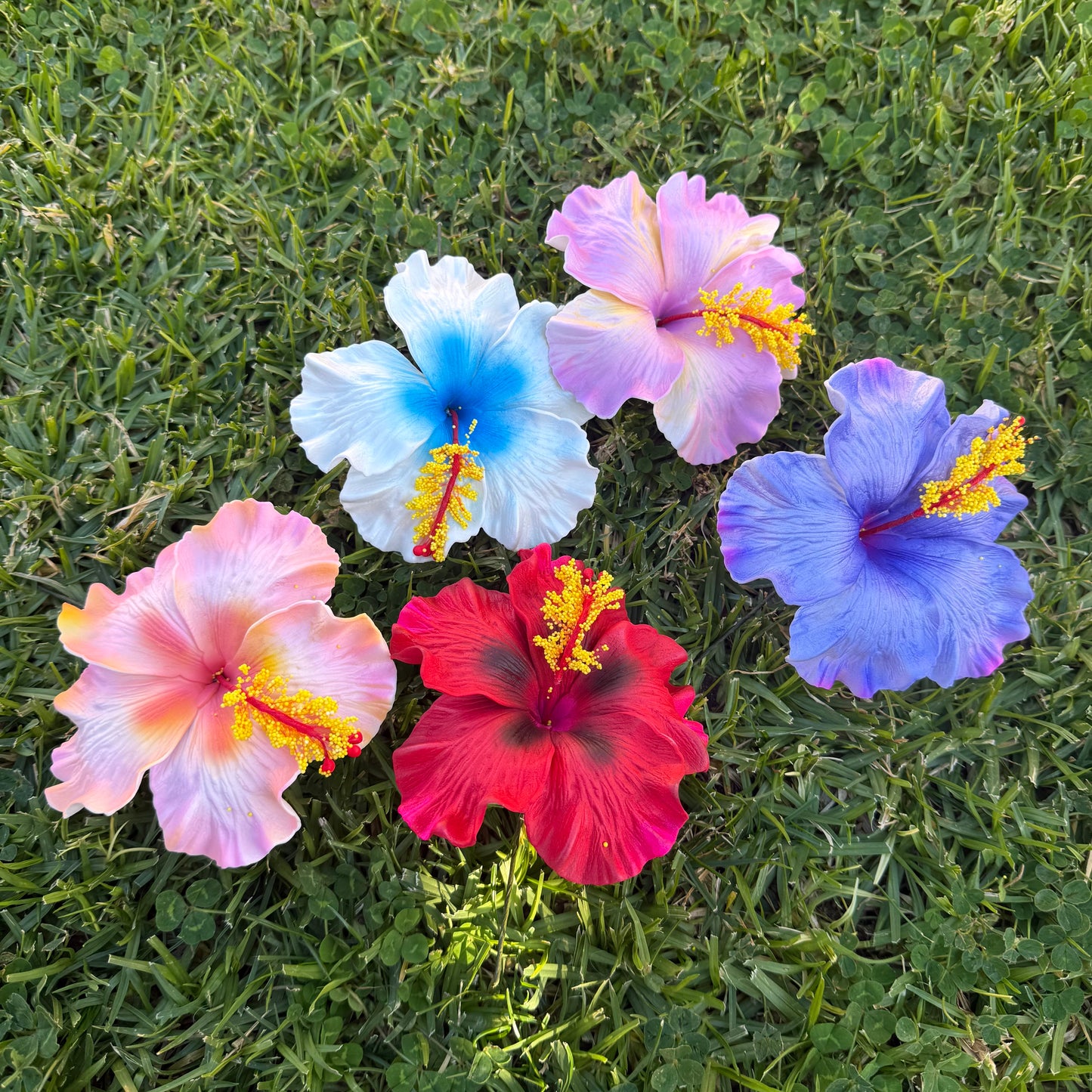 Lupeni XL Assorted Hibiscus Gift Box (5x)