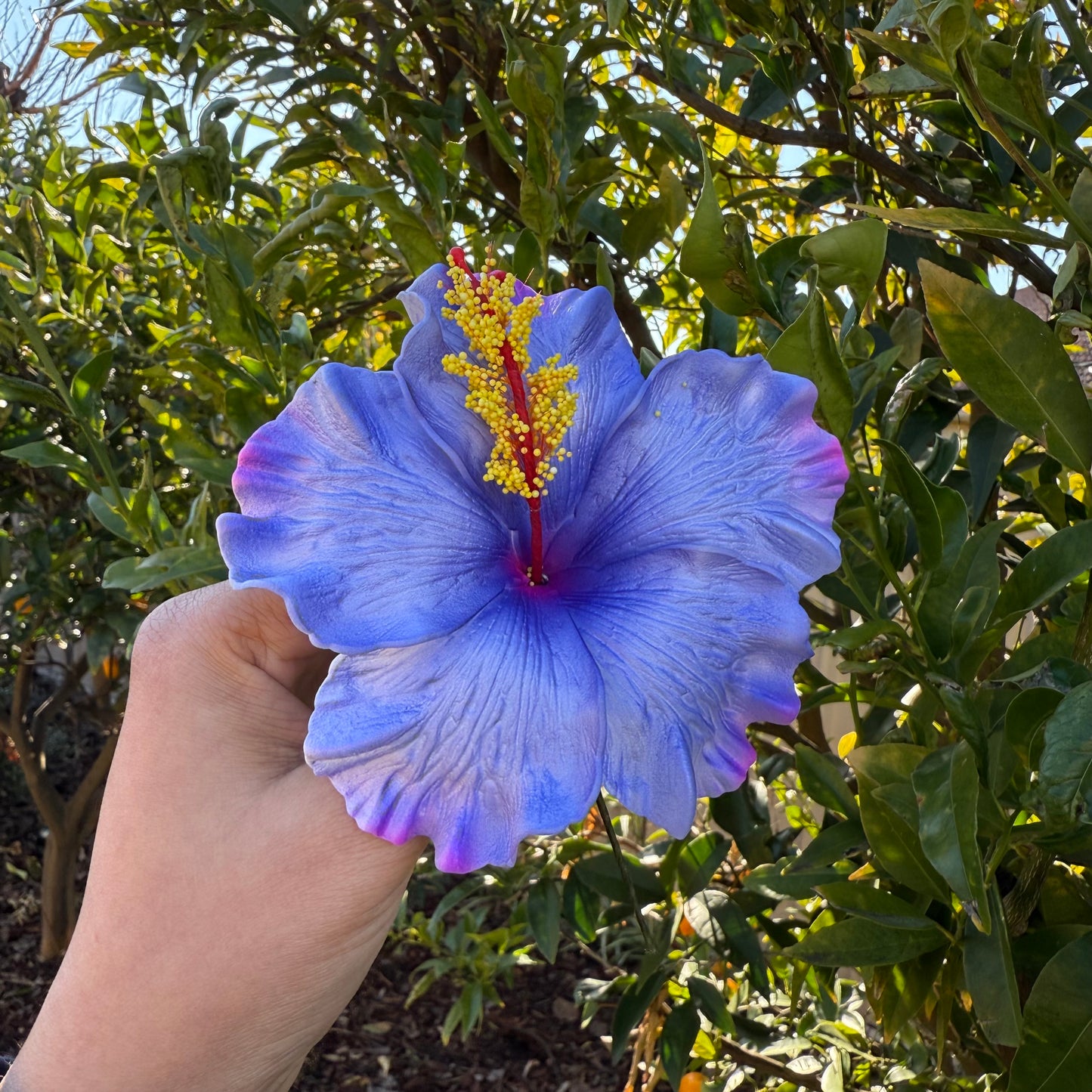 Lupeni XL Gradient Hibiscus Flowers 10cm