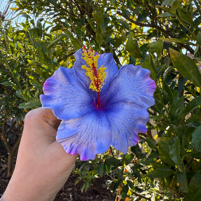 Lupeni XL Gradient Hibiscus Flowers 10cm
