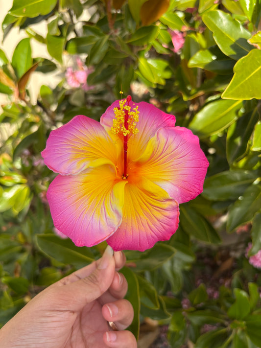 Kaia XL Gradient Hibiscus Flowers 11cm