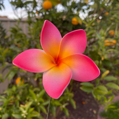 Elei Frangipani Sei Foam Flowers 7.5cm Pacific Islands Accessories Size Medium - Island Aesthetica