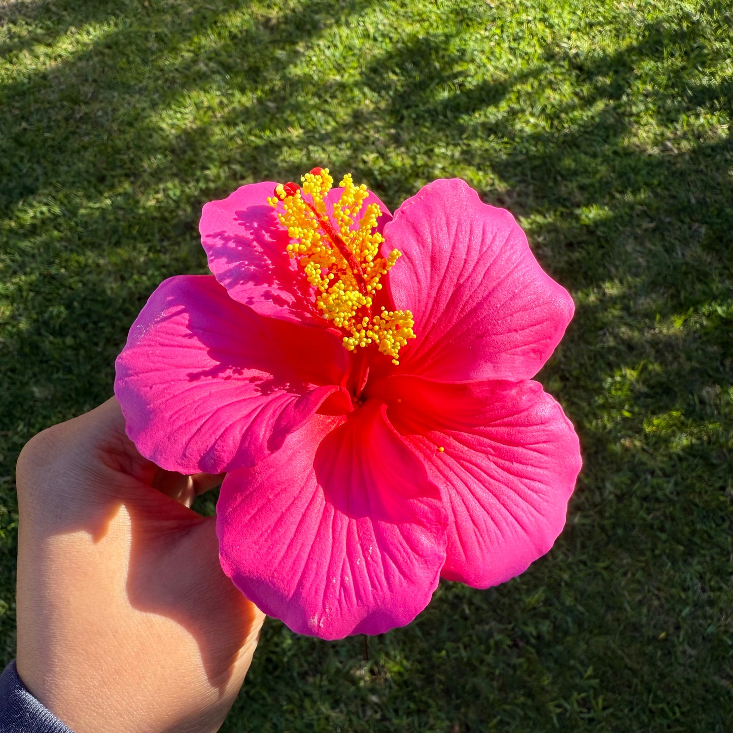 Kaia XL Gradient Hibiscus Flowers 11cm