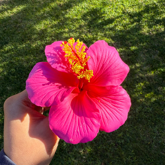 Kaia XL Gradient Hibiscus Flowers 11cm