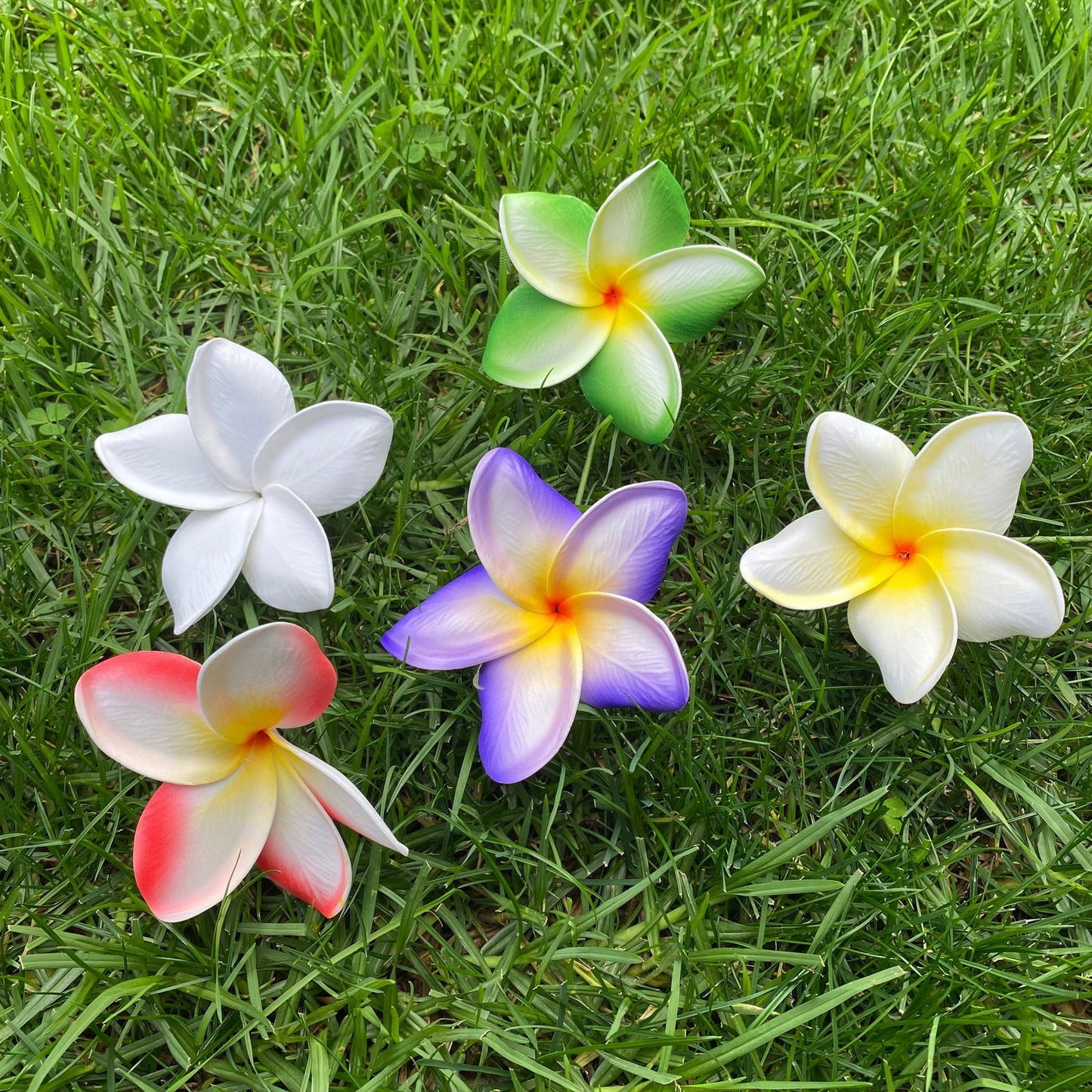 Frangipani Gradient Sei Flowers 8cm Plumeria - Island Aesthetica