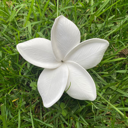 Frangipani Gradient Sei Flowers 8cm Plumeria - Island Aesthetica