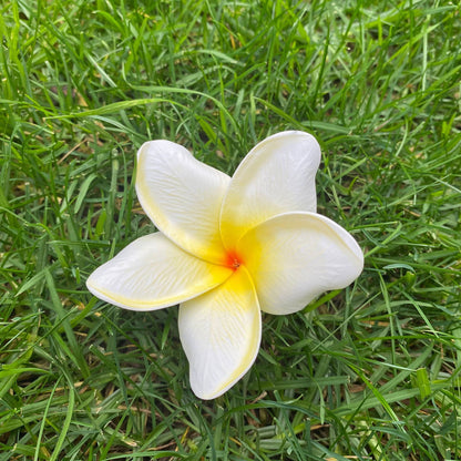 Frangipani Gradient Sei Flowers 8cm Plumeria - Island Aesthetica