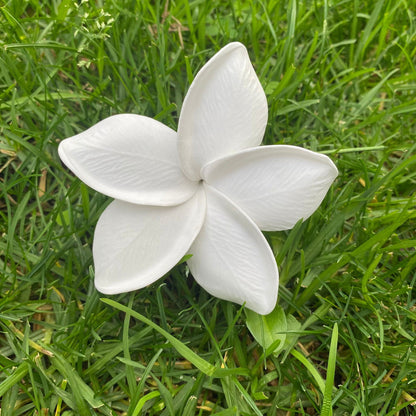 Frangipani Gradient Sei Flowers 8cm Plumeria - Island Aesthetica