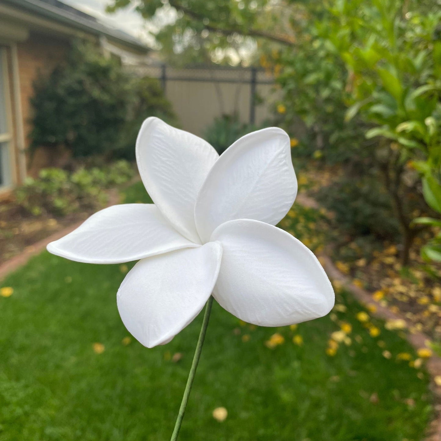 Frangipani Gradient Sei Flowers 8cm Plumeria - Island Aesthetica