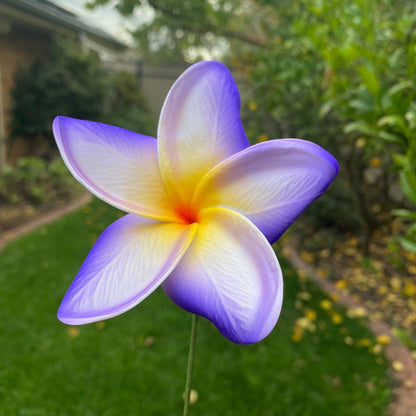 Frangipani Gradient Sei Flowers 8cm Plumeria - Island Aesthetica
