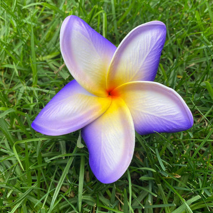 Frangipani Gradient Sei Flowers 8cm Plumeria - Island Aesthetica