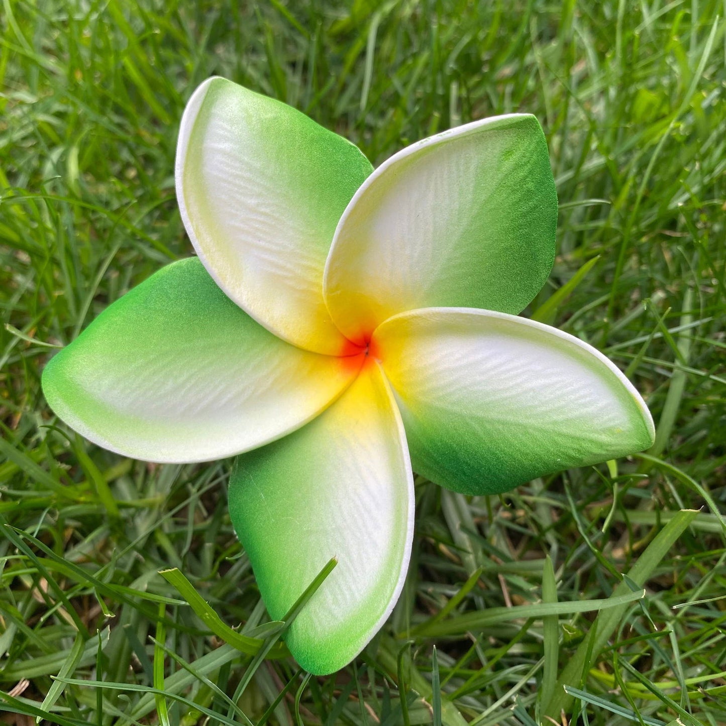 Frangipani Gradient Sei Flowers 8cm Plumeria - Island Aesthetica