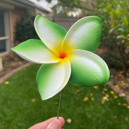 Frangipani Gradient Sei Flowers 8cm Plumeria - Island Aesthetica