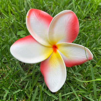 Frangipani Gradient Sei Flowers 8cm Plumeria - Island Aesthetica