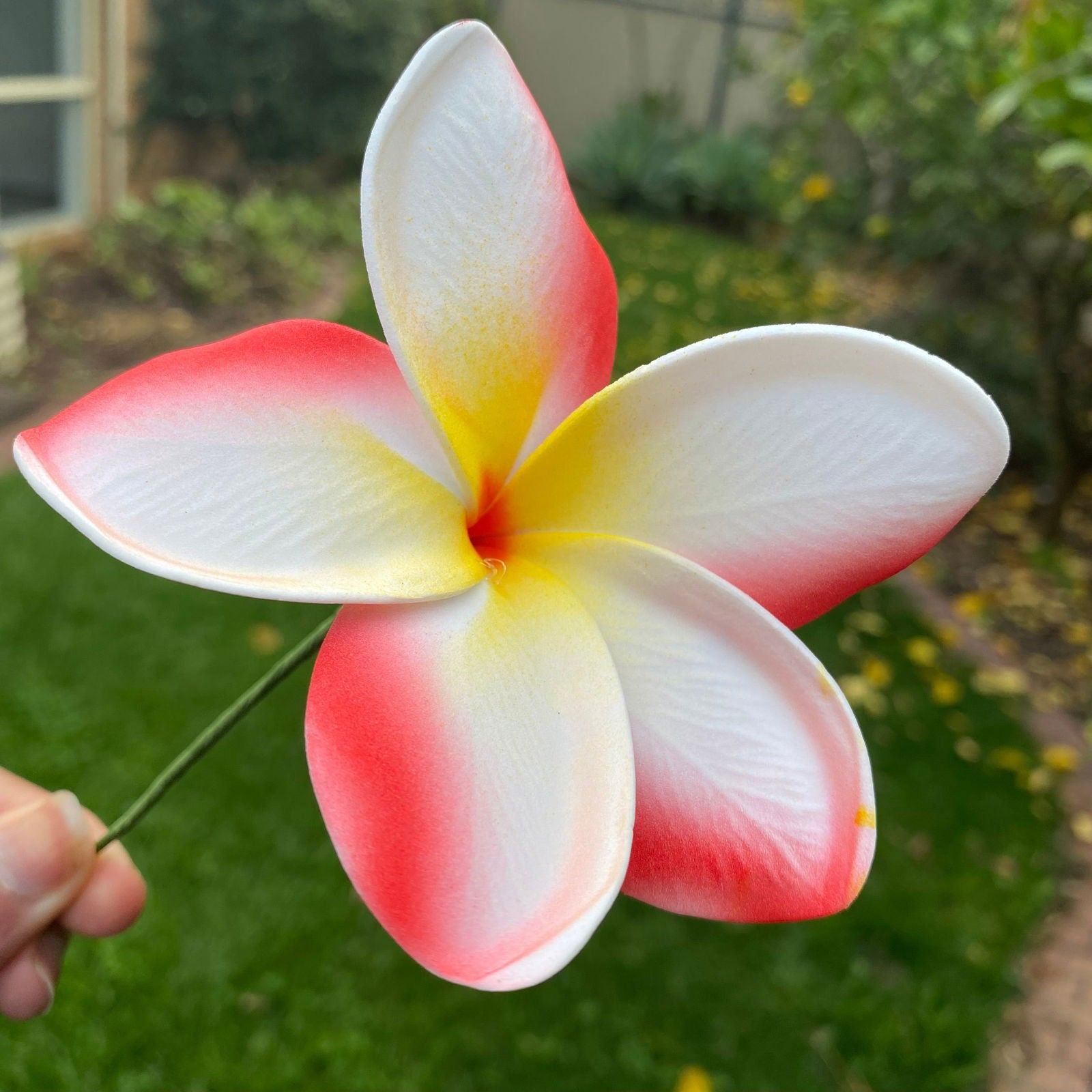 Frangipani Gradient Sei Flowers 8cm Plumeria - Island Aesthetica