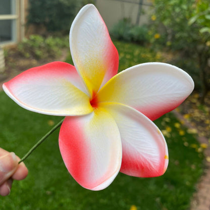 Frangipani Gradient Sei Flowers 8cm Plumeria - Island Aesthetica