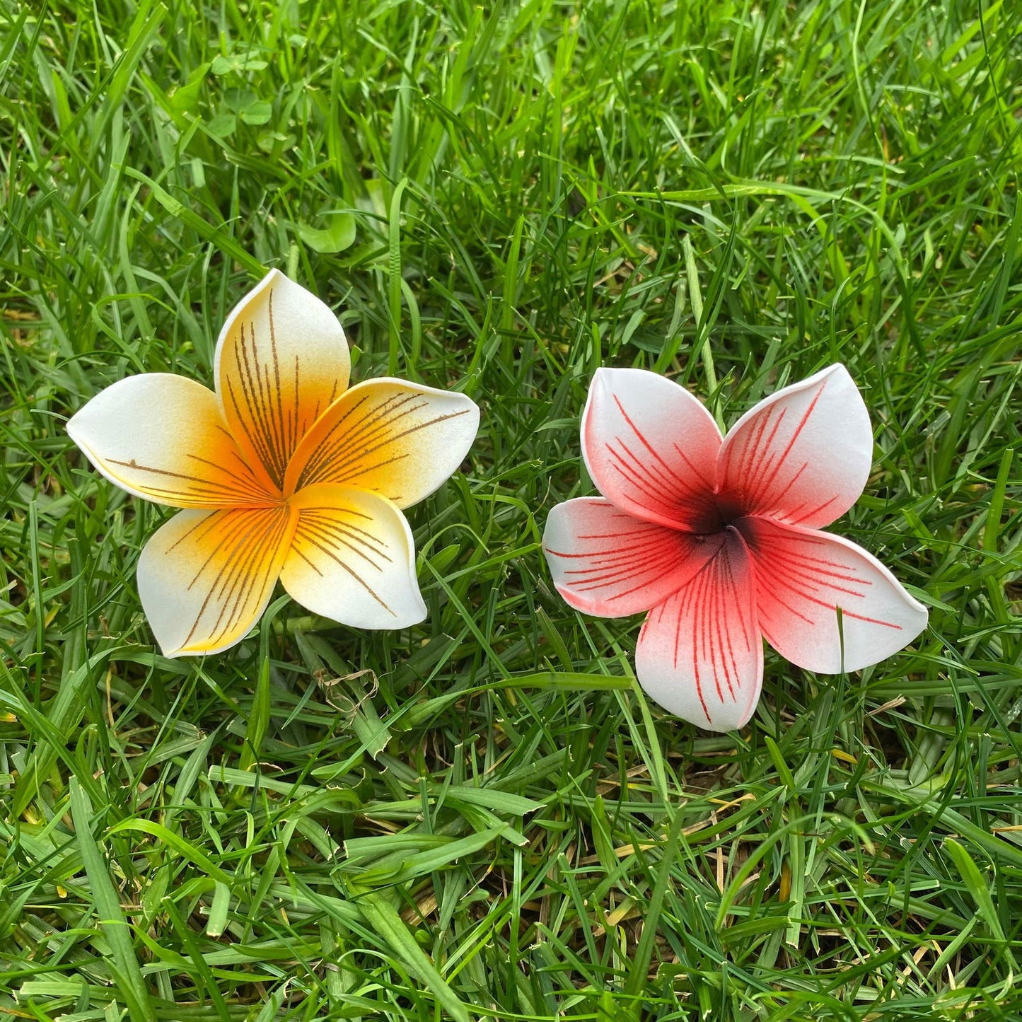 Gradient Frangipani Plumeria Stripes Polynesian Sei Flowers - Island Aesthetica