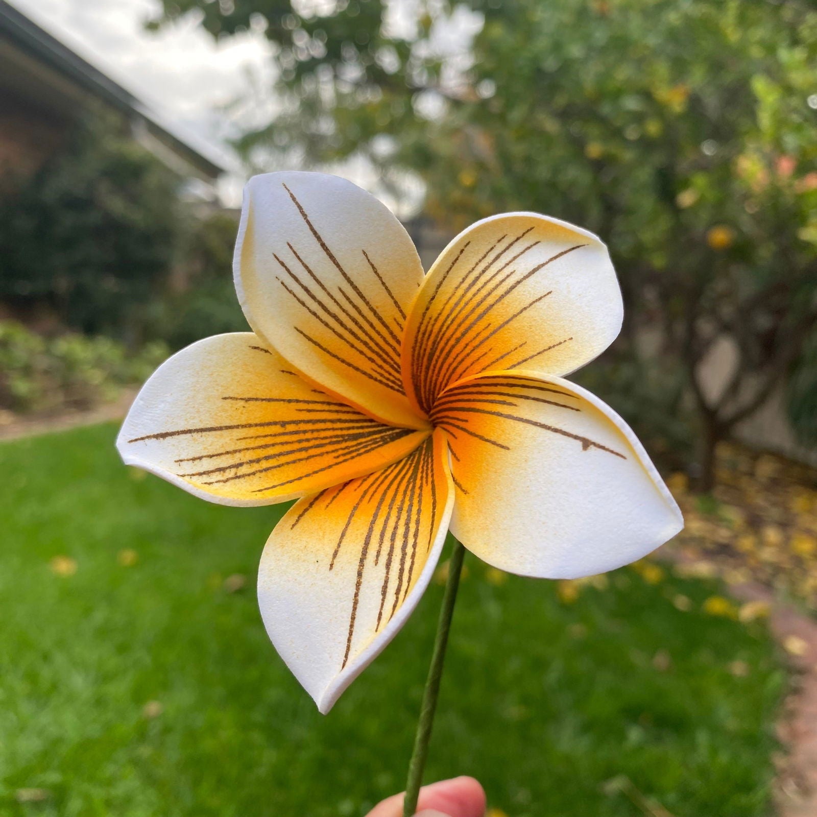 Gradient Frangipani Plumeria Stripes Polynesian Sei Flowers - Island Aesthetica