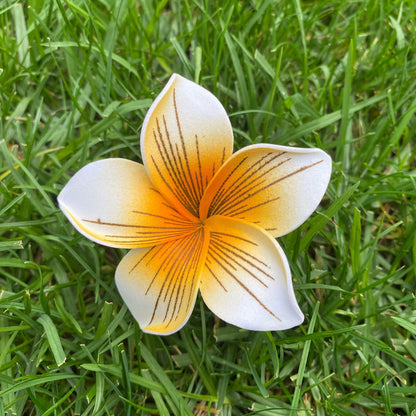 Gradient Frangipani Plumeria Stripes Polynesian Sei Flowers - Island Aesthetica