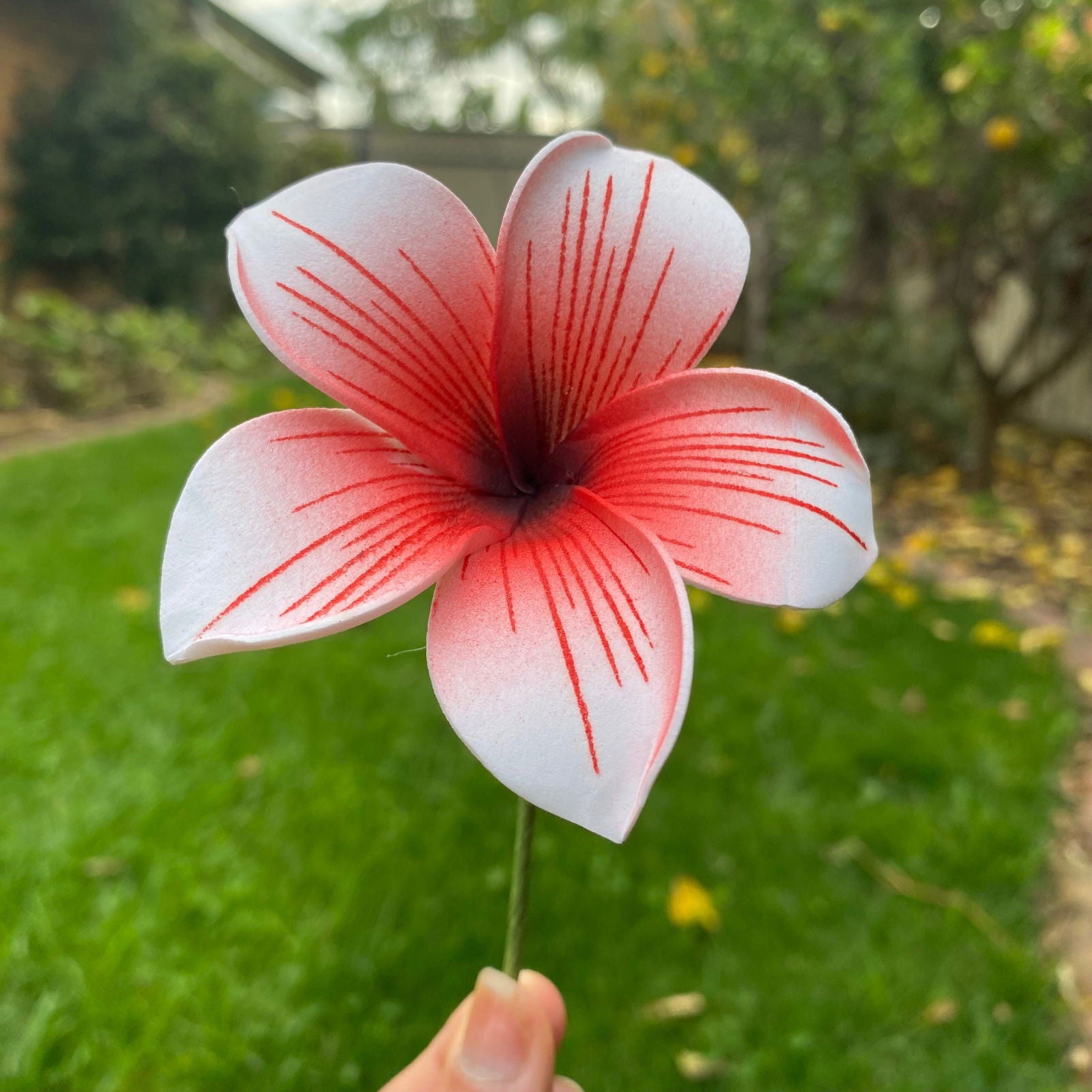 Gradient Frangipani Plumeria Stripes Polynesian Sei Flowers - Island Aesthetica