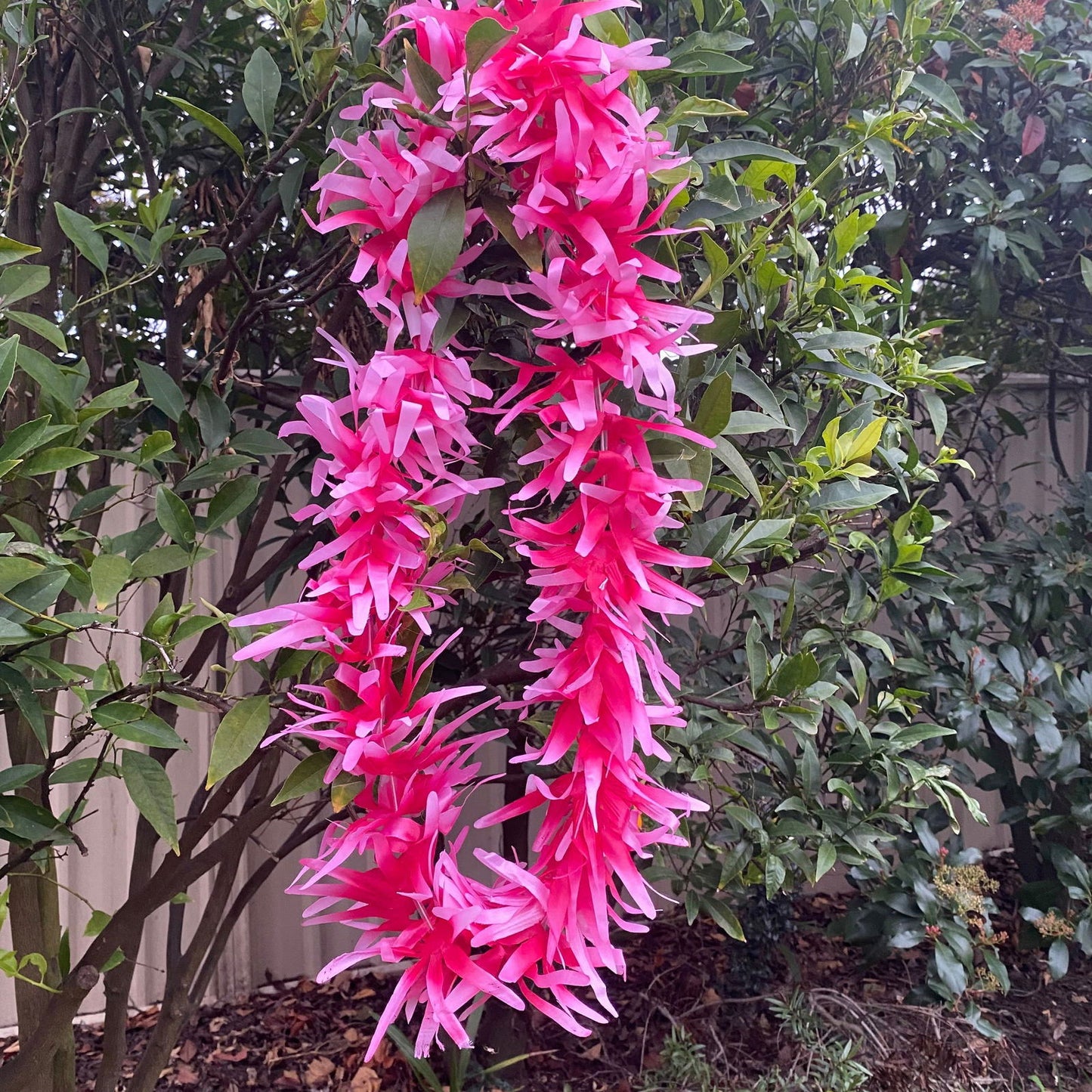 Lei Tropical Hawaiian Beach Luau Party Garland Hula Dance - Island Aesthetica