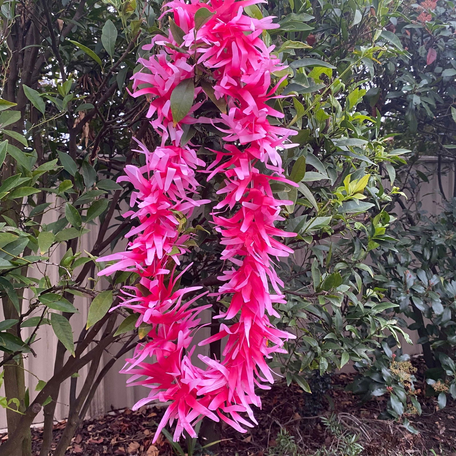 Lei Tropical Hawaiian Beach Luau Party Garland Hula Dance - Island Aesthetica