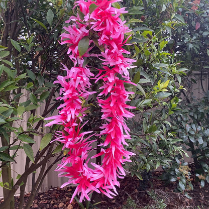 Lei Tropical Hawaiian Beach Luau Party Garland Hula Dance - Island Aesthetica