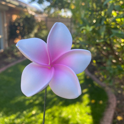 Malia Small Frangipani Sei Flowers 6cm - Island Aesthetica