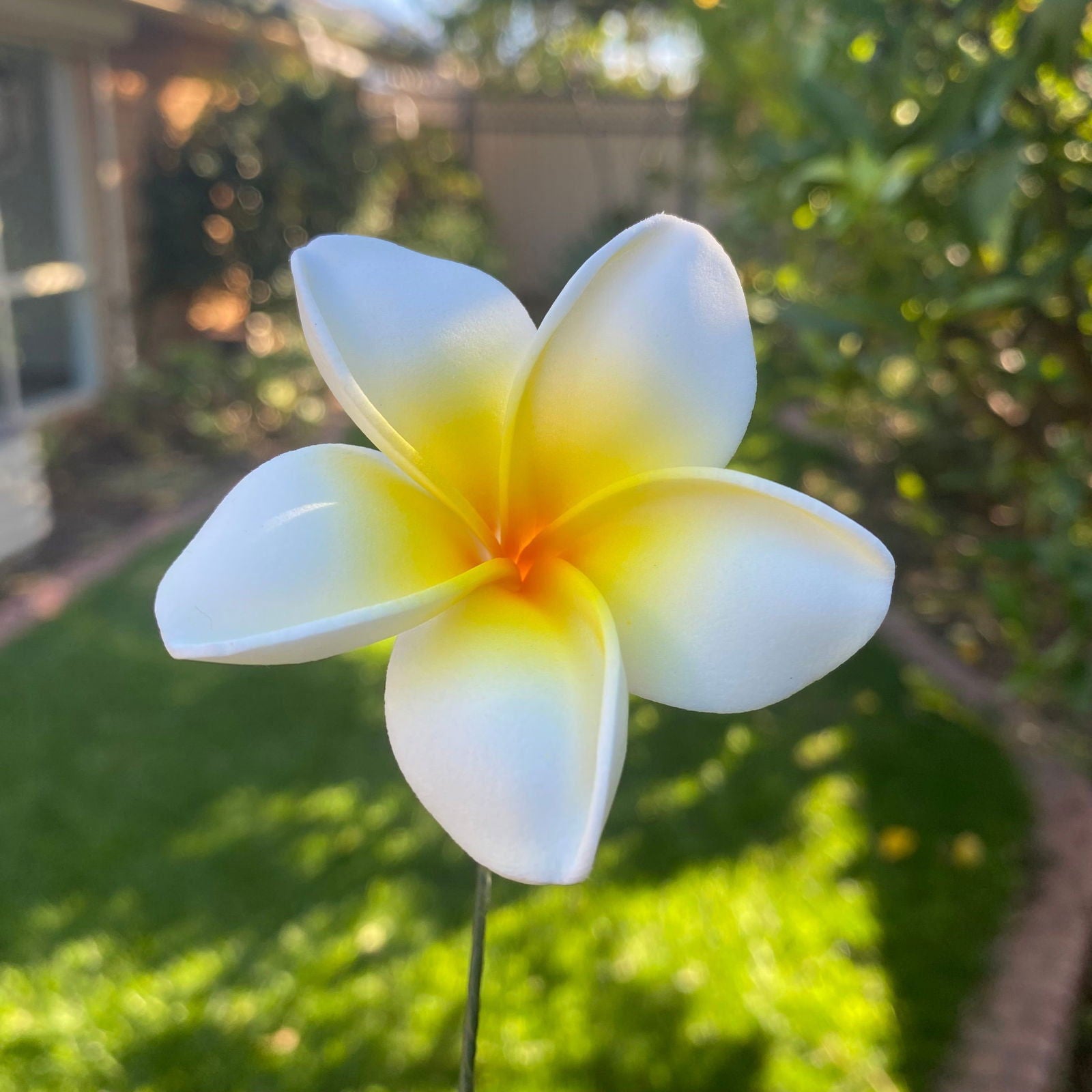 Malia Small Frangipani Sei Flowers 6cm - Island Aesthetica