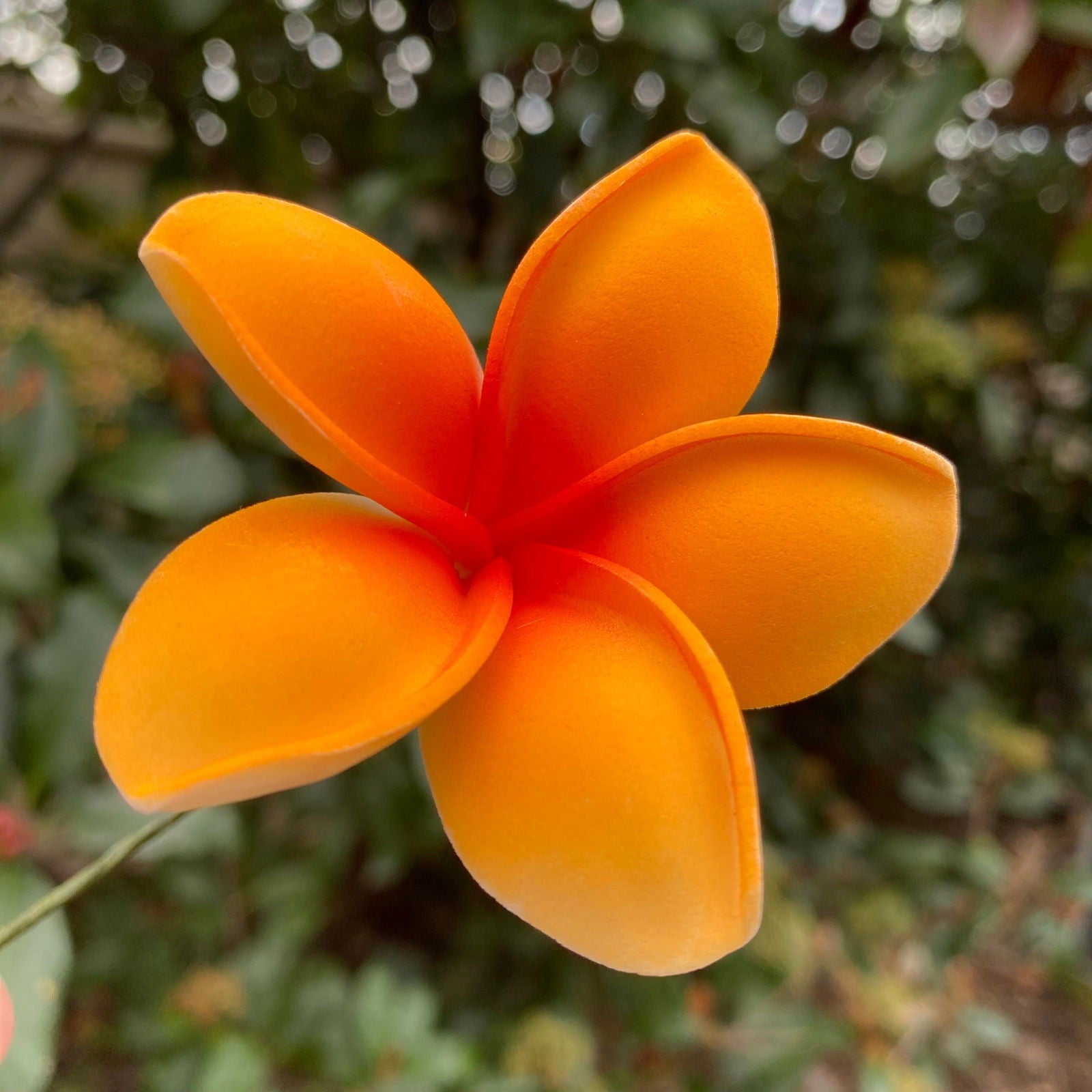 Malia Small Frangipani Sei Flowers 6cm - Island Aesthetica