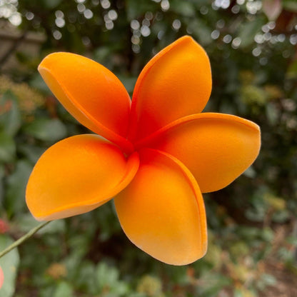 Malia Small Frangipani Sei Flowers 6cm - Island Aesthetica