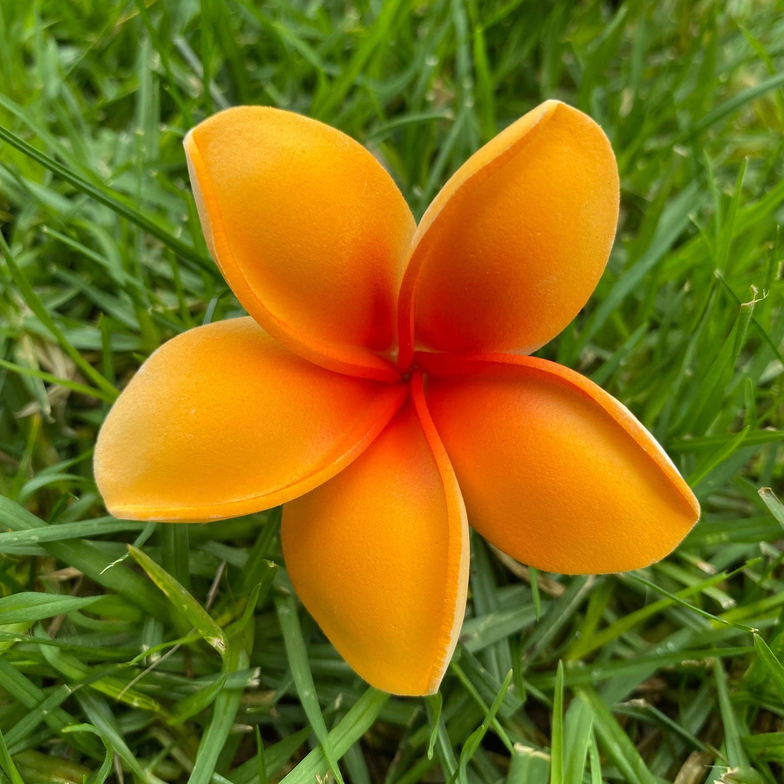 Malia Small Frangipani Sei Flowers 6cm - Island Aesthetica