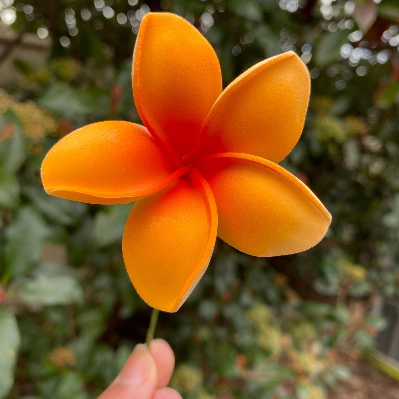 Malia Small Frangipani Sei Flowers 6cm - Island Aesthetica