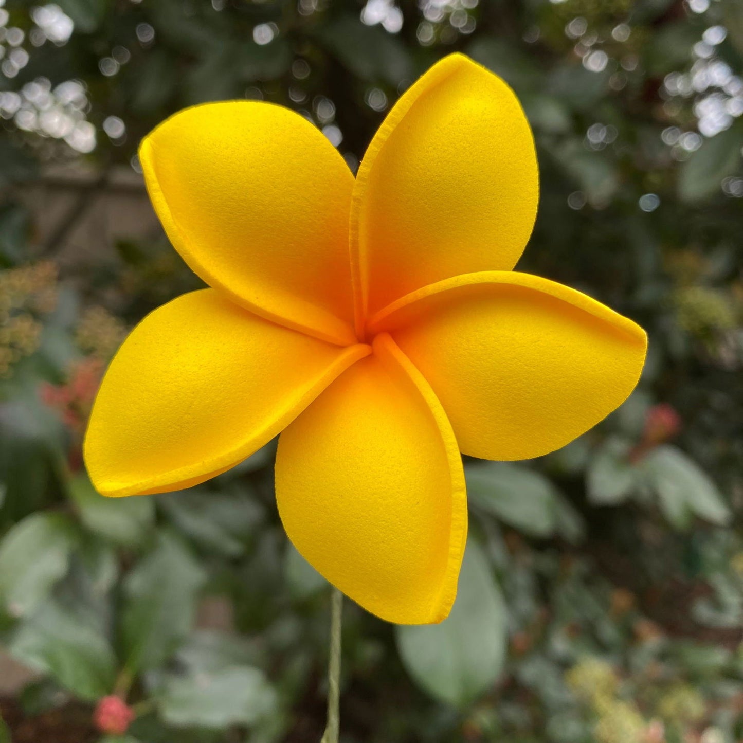 Malia Small Frangipani Sei Flowers 6cm - Island Aesthetica