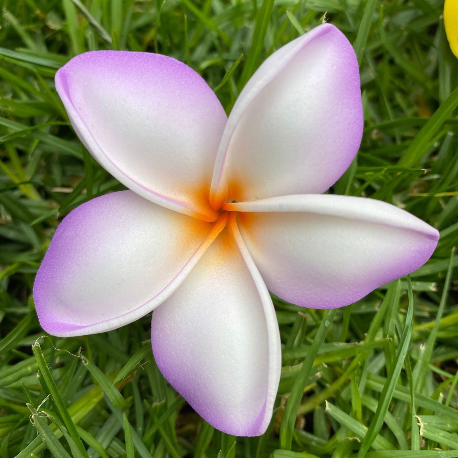 Malia Small Frangipani Sei Flowers 6cm - Island Aesthetica