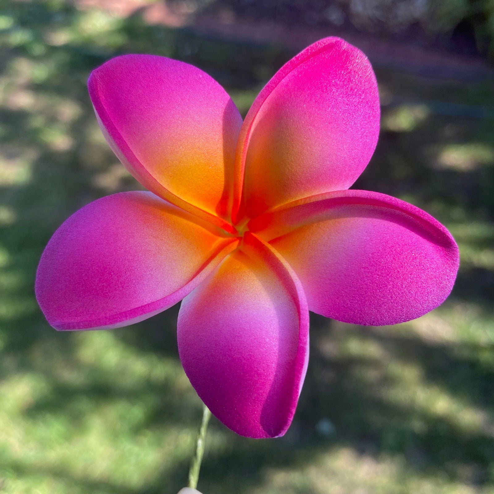 Malia Small Frangipani Sei Flowers 6cm - Island Aesthetica