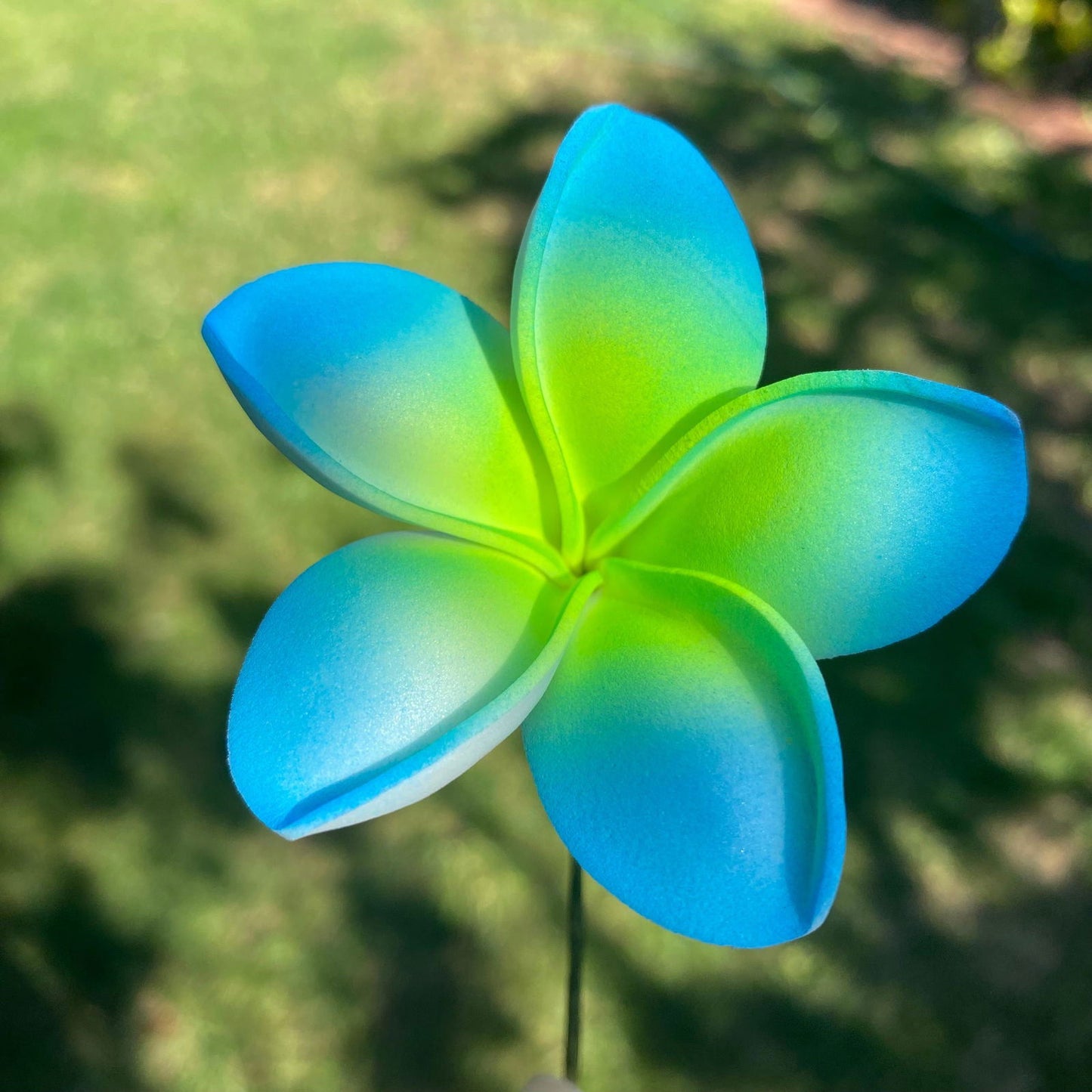 Malia Small Frangipani Sei Flowers 6cm - Island Aesthetica