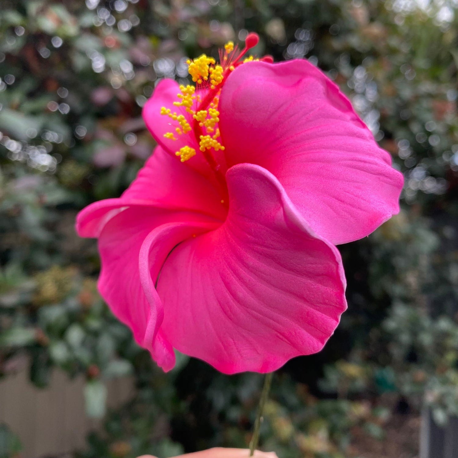 Medium Hibiscus Sei Foam Flowers 8.5cm Aute Pacifika Accessories - Island Aesthetica