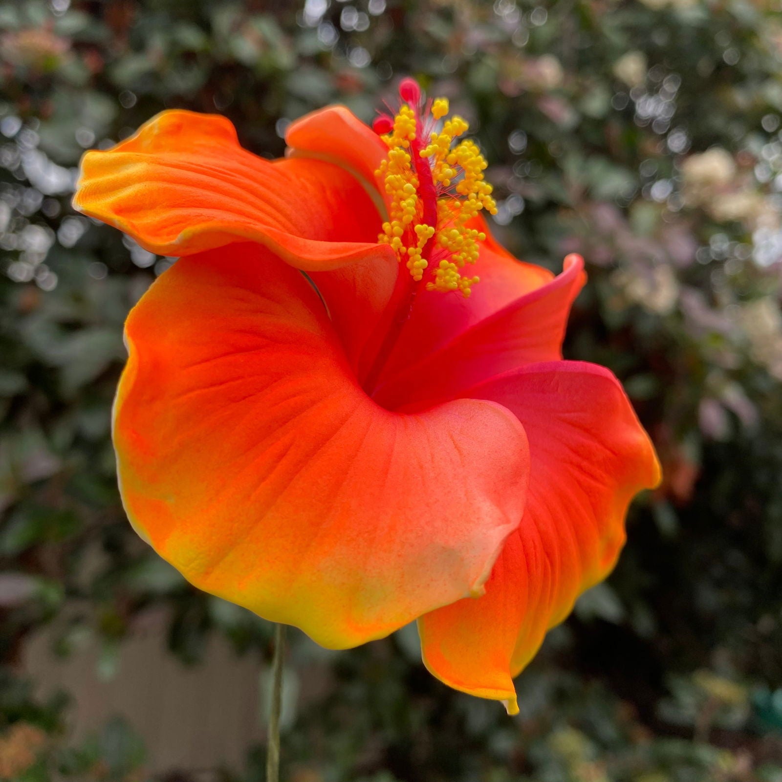 Medium Hibiscus Sei Foam Flowers 8.5cm Aute Pacifika Accessories - Island Aesthetica