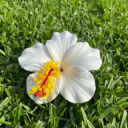 Medium Hibiscus Sei Foam Flowers 8.5cm Aute Pacifika Pua - Island Aesthetica