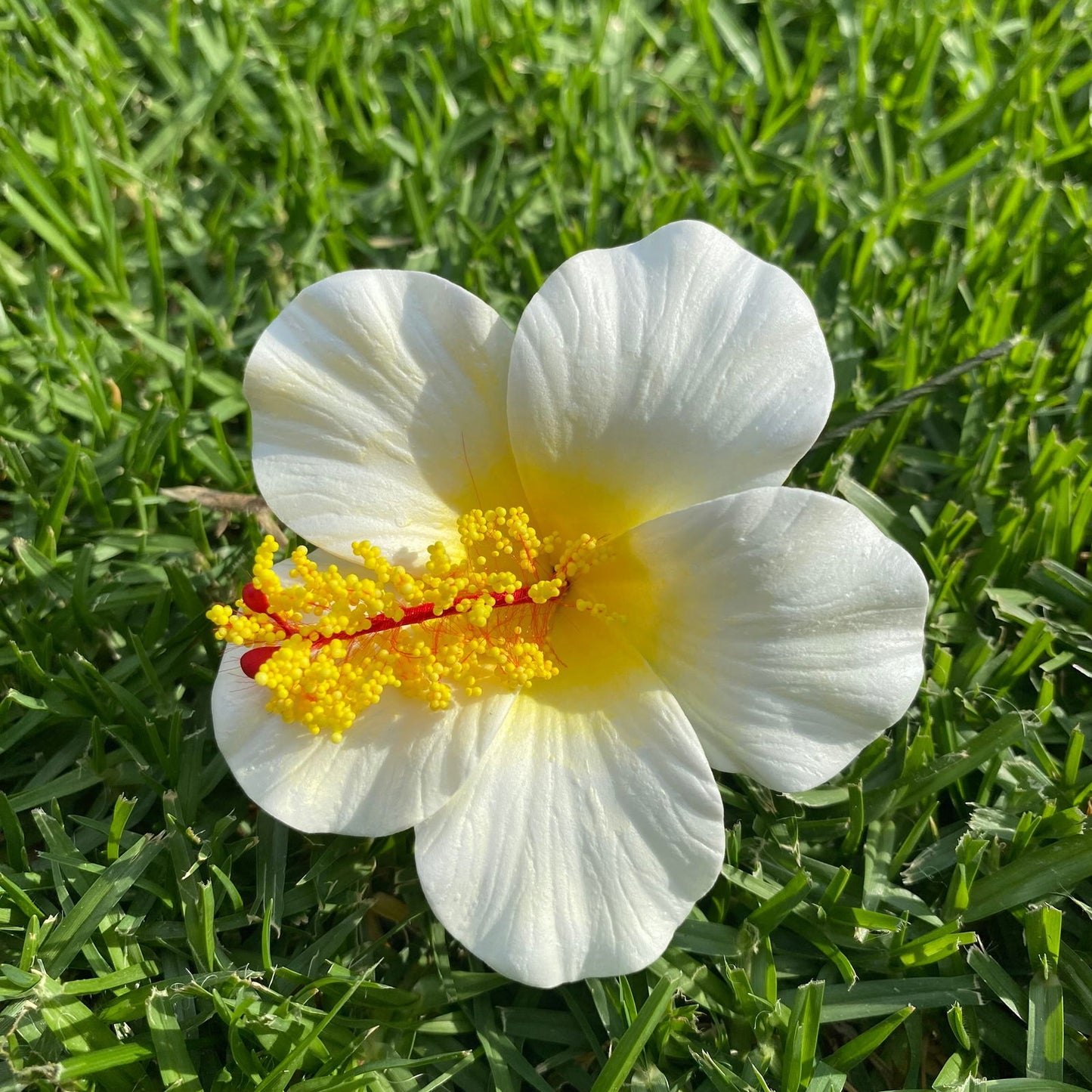 Medium Hibiscus Sei Foam Flowers 8.5cm Aute Pacifika Pua - Island Aesthetica