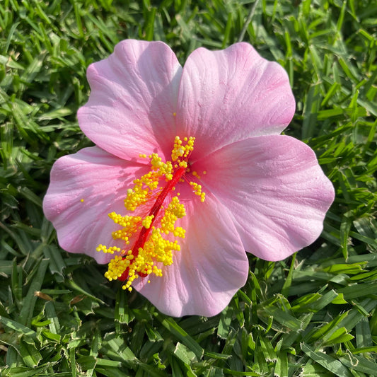 Medium Hibiscus Sei Foam Flowers 8.5cm Aute Pacifika Pua - Island Aesthetica