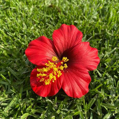 Medium Hibiscus Sei Foam Flowers 8.5cm Aute Pacifika Pua - Island Aesthetica