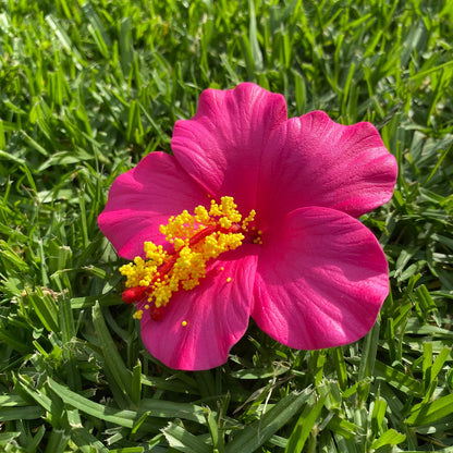 Medium Hibiscus Sei Foam Flowers 8.5cm Aute Pacifika Pua - Island Aesthetica