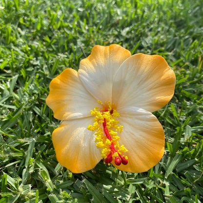 Medium Hibiscus Sei Foam Flowers 8.5cm Aute Pacifika Pua - Island Aesthetica