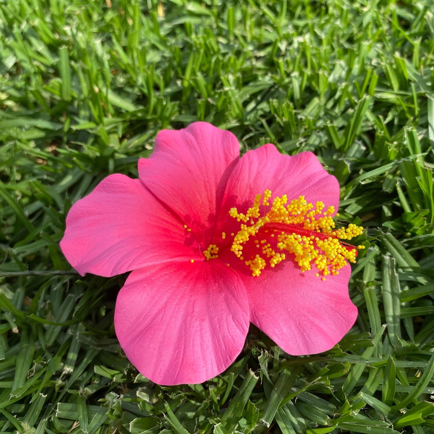 Medium Hibiscus Sei Foam Flowers 8.5cm Aute Pacifika Pua - Island Aesthetica