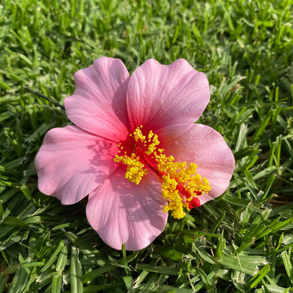 Medium Hibiscus Sei Foam Flowers 8.5cm Aute Pacifika Pua - Island Aesthetica