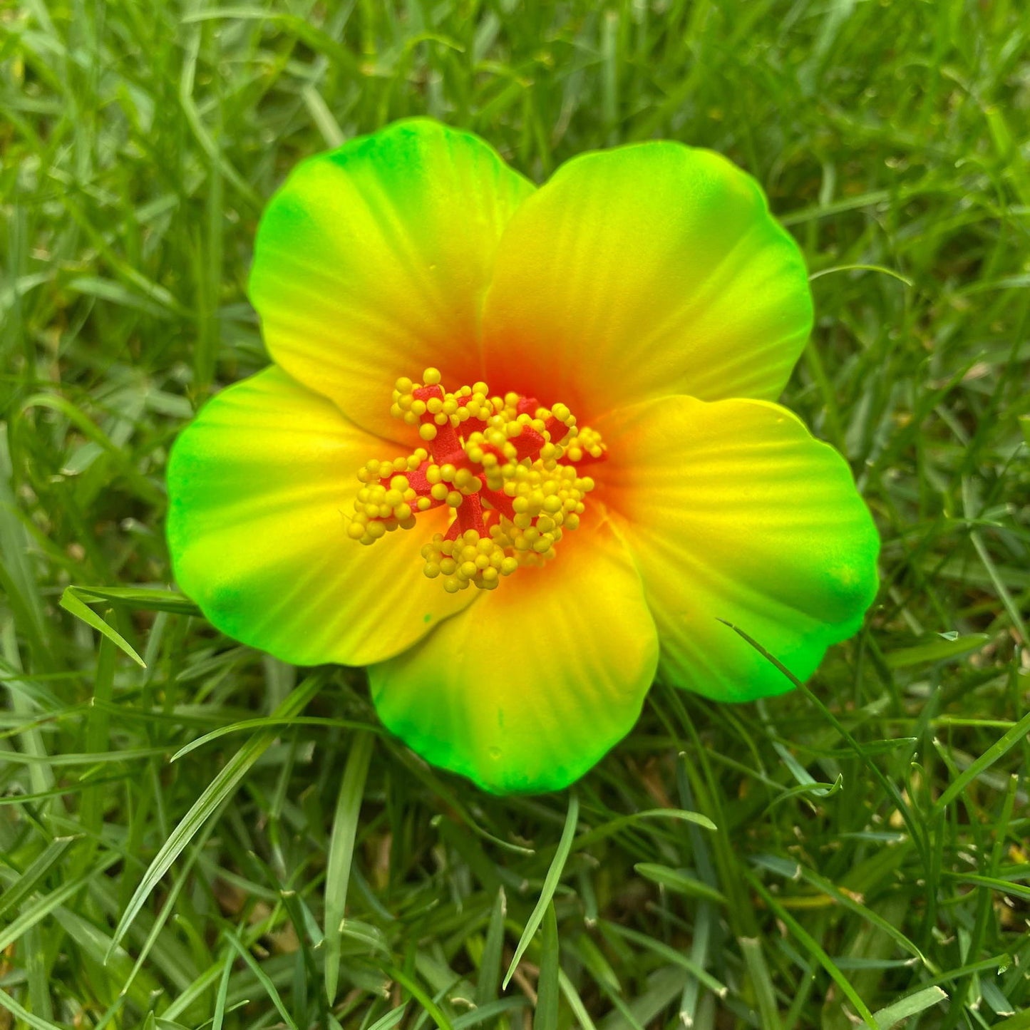 Medium Hibiscus Sei Polynesian Flowers 8cm Pollen - Island Aesthetica